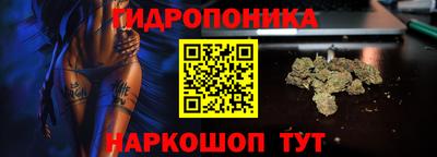 стаф Кингисепп